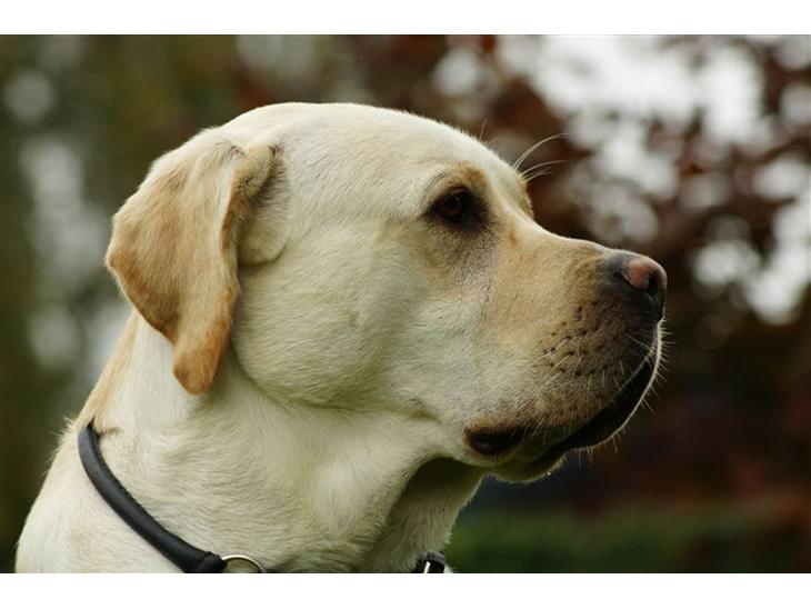 Labrador retriever Tiko billede 1