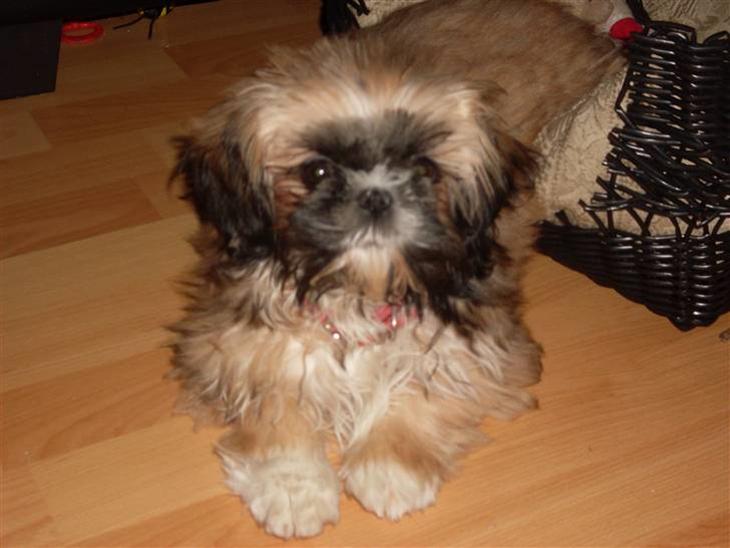 Shih tzu Buffy billede 1