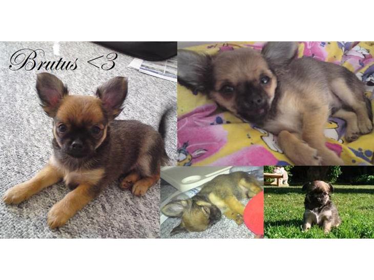 {{currentPhoto.altText}} billede {{currentPhoto.number}}