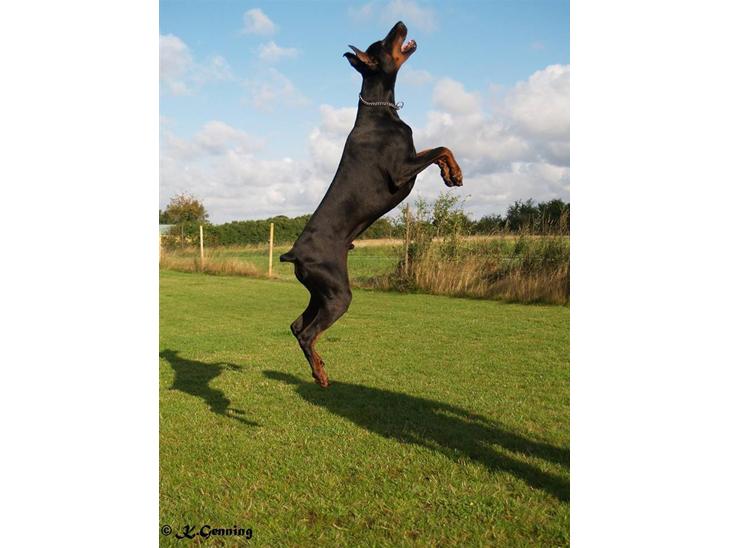 {{currentPhoto.altText}} billede {{currentPhoto.number}}