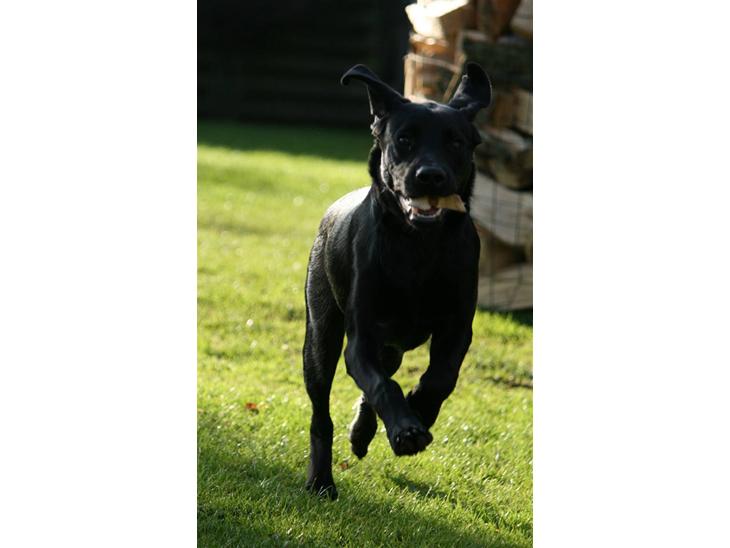Labrador retriever Albert billede 1