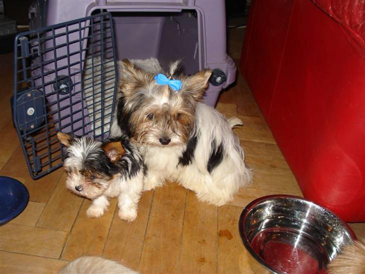 Biewer yorkshire terrier Zilly in white vom Weinbe - D.1 Okt. Hentede min søn og jeg de 2 skønne Biewer Zilly og Xano  billede 1