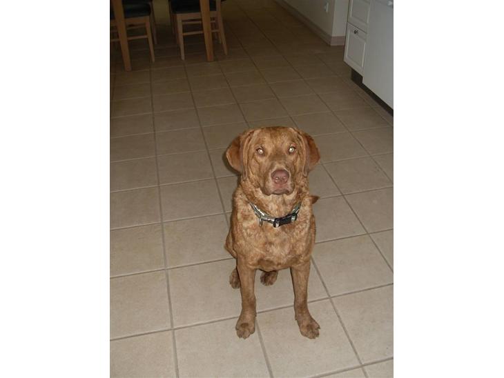 Chesapeake bay retriever Archibald - Archibald lige ankommet 8 mdr gammel billede 1