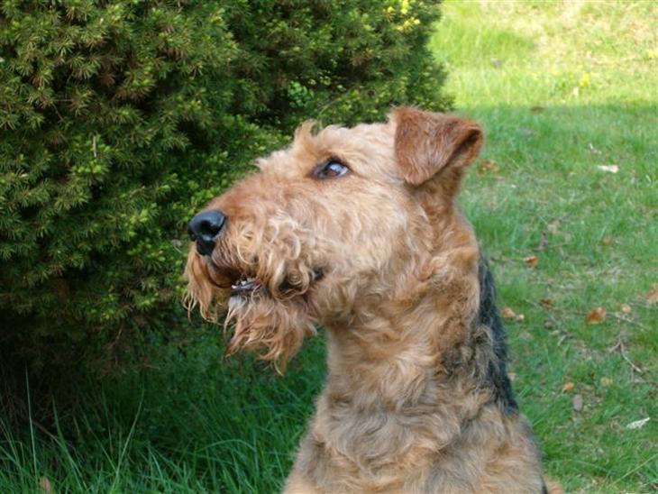 Airedale terrier Zeus - R.I.P 2002-2009 billede 1
