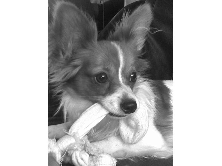 {{currentPhoto.altText}} billede {{currentPhoto.number}}