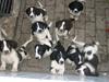 Engelsk springer spaniel Herkules