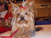 Yorkshire terrier Benjamin vom Autal