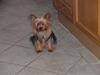 Yorkshire terrier Lulu