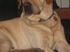 Labrador retriever Balu