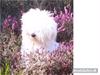 Coton de tulear Zeus