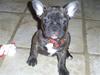 Fransk bulldog Betty