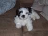 Lhasa apso Fiona R.i.P Fiona 28/09-2018