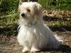 Coton de tulear Charlie