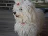 Coton de tulear Silke