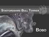 Staffordshire bull terrier Bobo