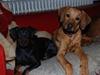 Rhodesian ridgeback Funny Bunny 