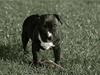 Staffordshire bull terrier Tjalfe