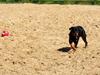 Rottweiler Maddie