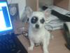 Chihuahua Bobo