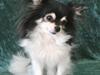 Chihuahua Enny Estalla Del Mar [ Himmelhund]