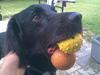 Blanding af racer Simba<3 <3 RIP [ Himmelhund]