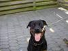 Rottweiler molly