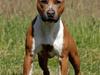 Amerikansk staffordshire terrier Alvarez's Dry Ice [ Himmelhund]