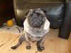 Mops *~Møffe~*