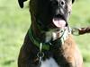 Boxer Roma