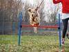 Golden retriever Niclanoma's Krongaard Tikka - Solgt :'( [Tidl. hund]