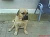 Boerboel Hugin :)