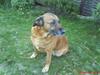 Blanding af racer Labrador-Broholmer-Molly