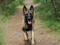 Malinois Honda van de Duretorre