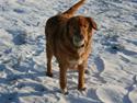 Nova scotia duck tolling retriever Sille