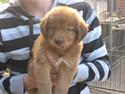 Nova scotia duck tolling retriever Diva