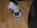 Mops Lola