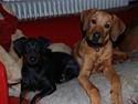 Rhodesian ridgeback Funny Bunny