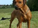 Rhodesian ridgeback M'Gongo Tasu A Saba