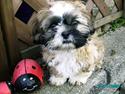 Shih tzu Anton