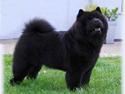 Chow chow Bidachows  Igucci