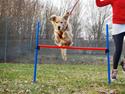 Golden retriever Niclanoma's Krongaard Tikka - Solgt :'(