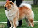 Chow chow Bidachows Gentle Gibson