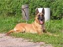 Malinois Hexe