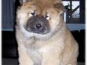 Chow chow Bidachows Joyful Jossie