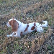 Cavalier king charles spaniel Dalstrups Batmann