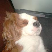 Cavalier king charles spaniel Dalstrups Batmann