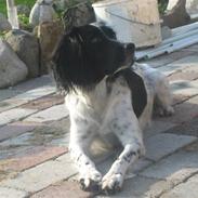 Engelsk springer spaniel Herkules