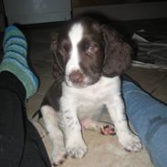 Engelsk springer spaniel Herkules