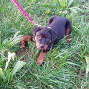 Rottweiler Buffy