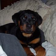 Rottweiler Buffy